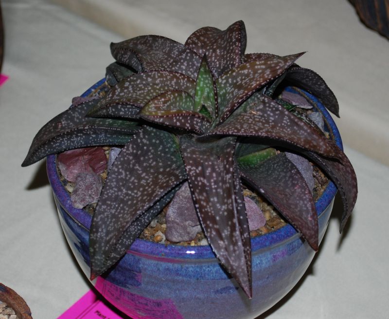 Gasteria vlokii intercity11.JPG