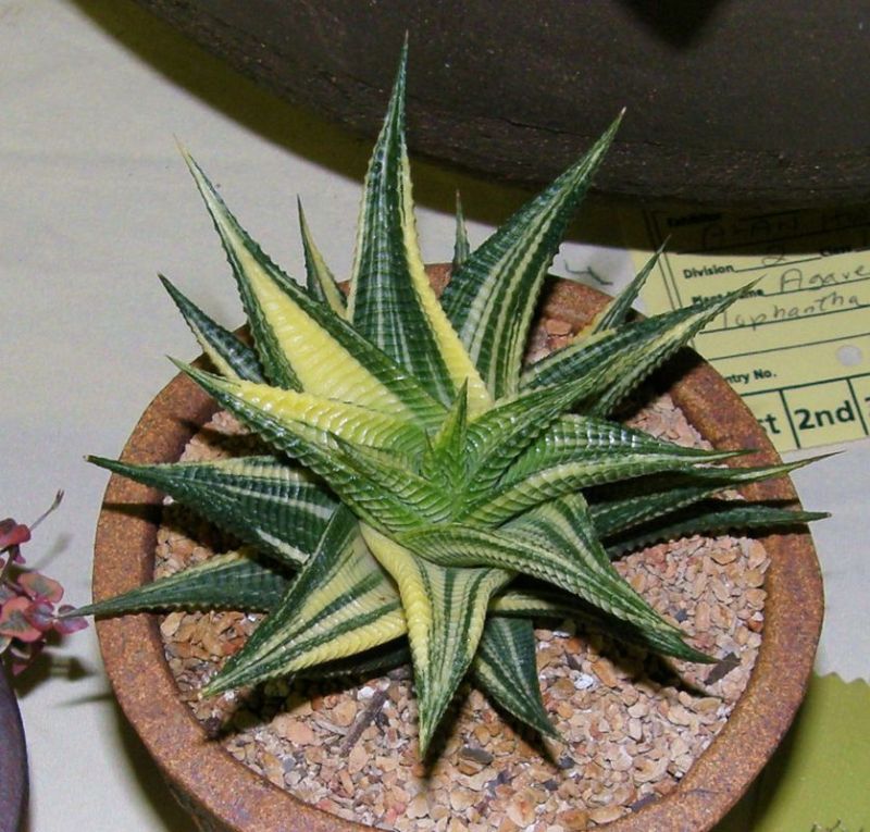 Haworthia limifolia major var. CS show.jpg