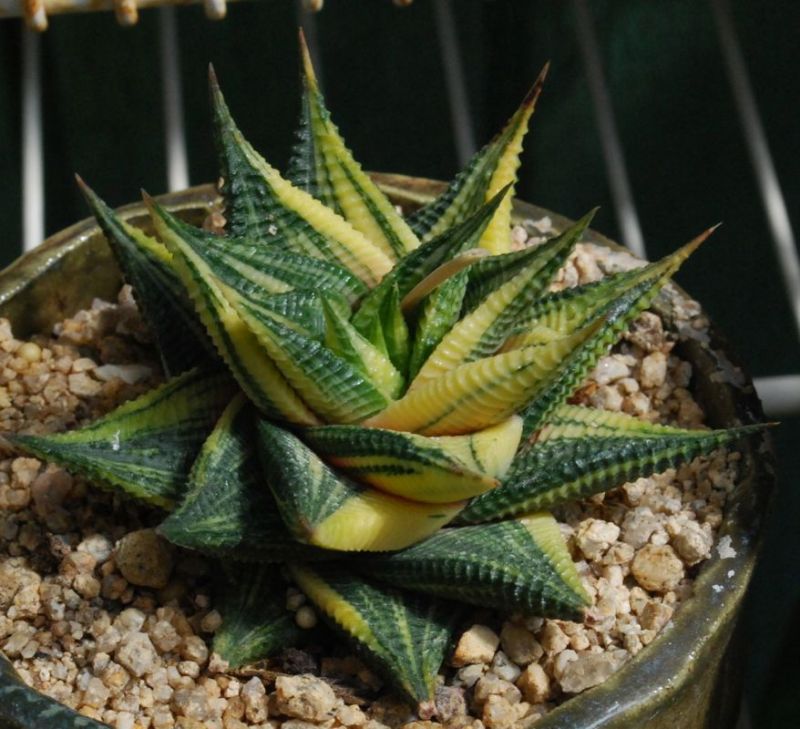Haworthia limifolia varieg Oster.jpg