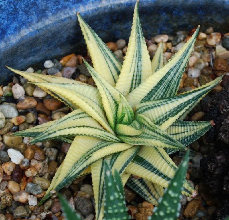 Haworthia limifolia variegated LW.jpg