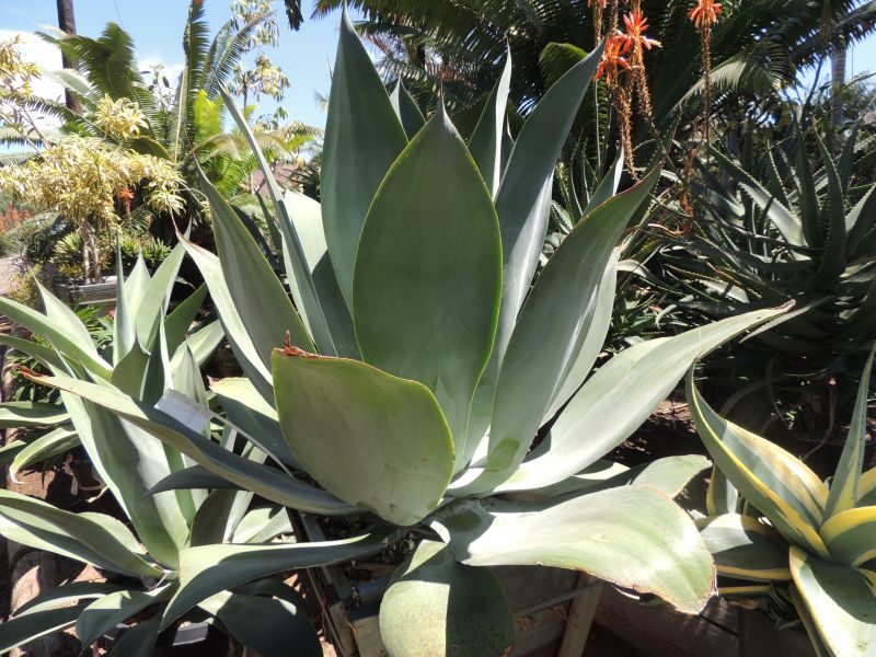 Agave pedunculifera another angle RSN.jpg