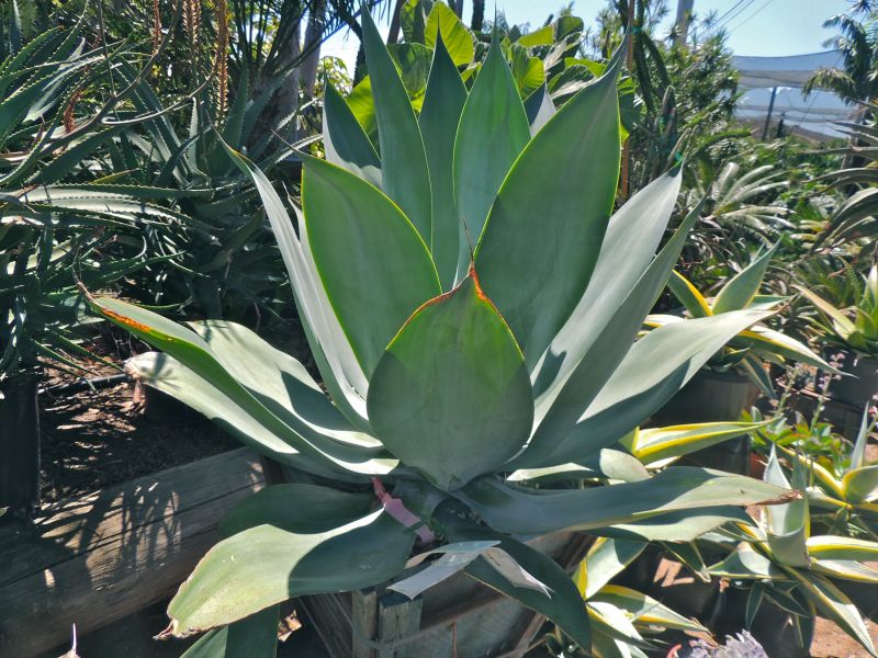 Agave pedunculifera RSN.jpg