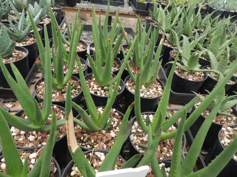 Aloe castanea seedlings rsn.jpg