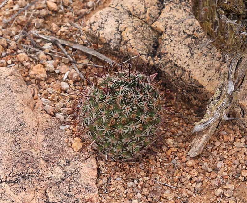 Mammillaria grahamii
