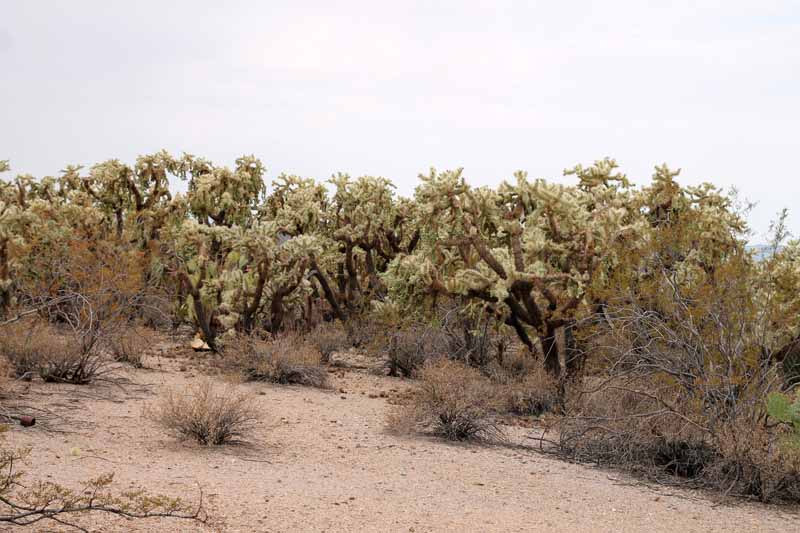 C. fulgida v. fulgida