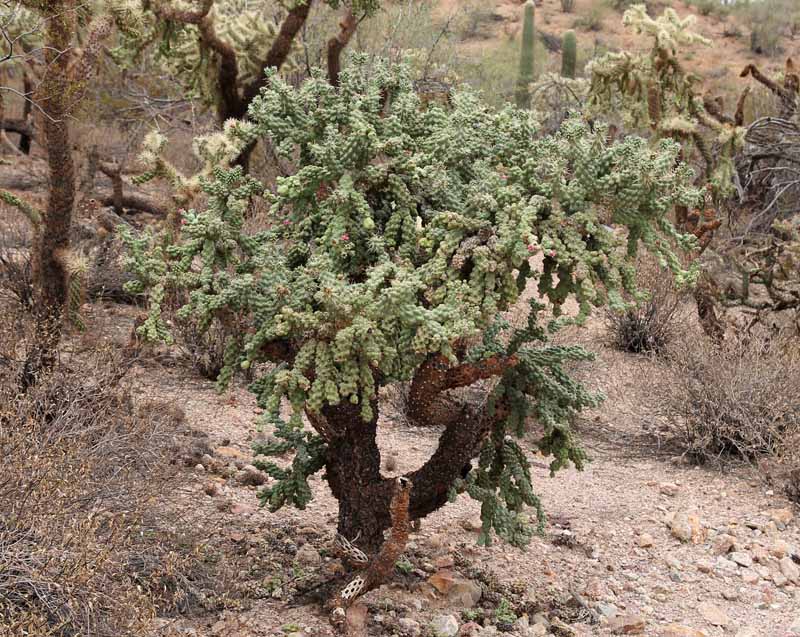 C. fulgida v. mamillata