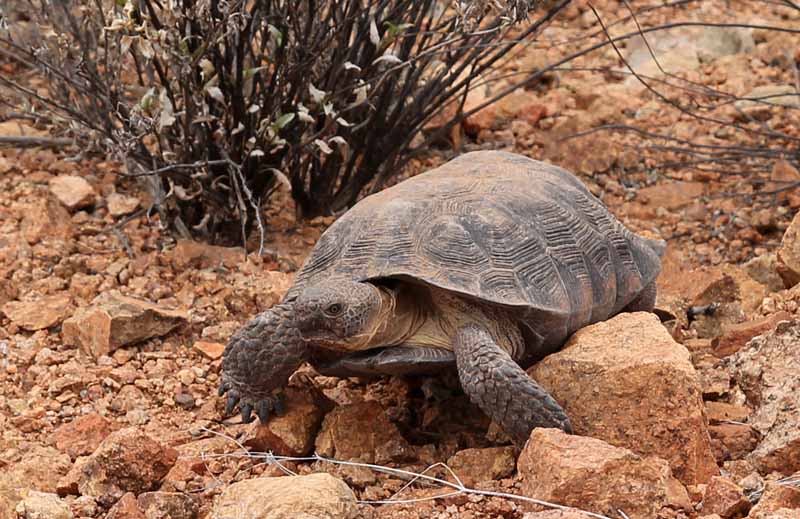 Gopherus morafkai (Desert tortoise)