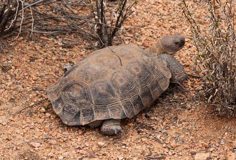 Gopherus morafkai (endangered species)