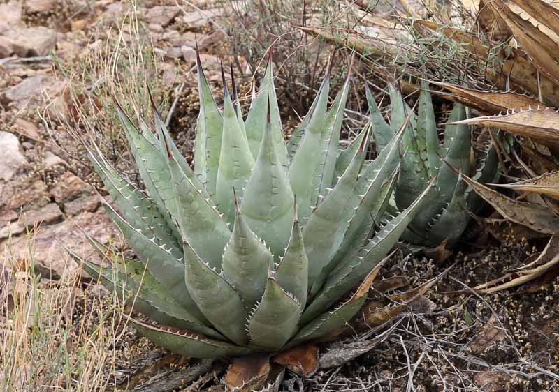 A. deserti v. simplex