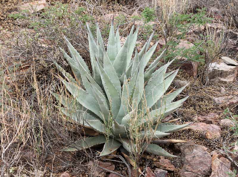 A. deserti v. simplex