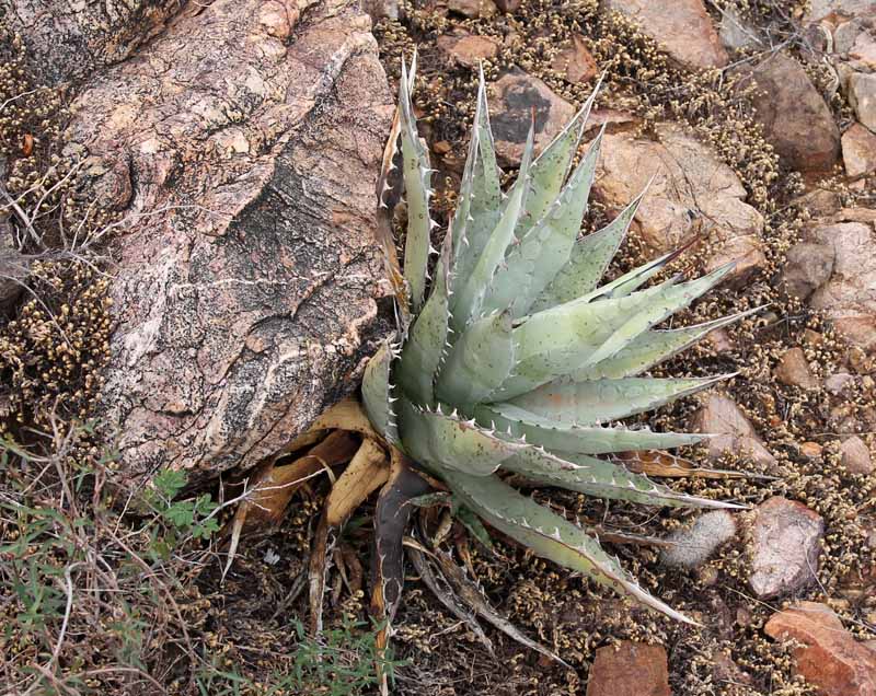 A. deserti v. simplex