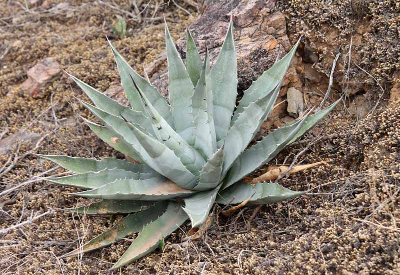 A. deserti v. simplex