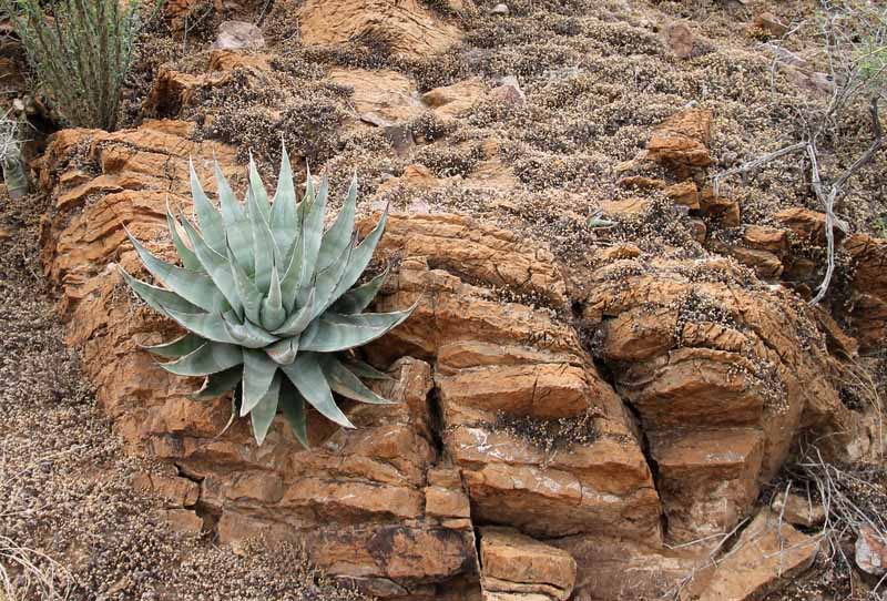 A. deserti v. simplex