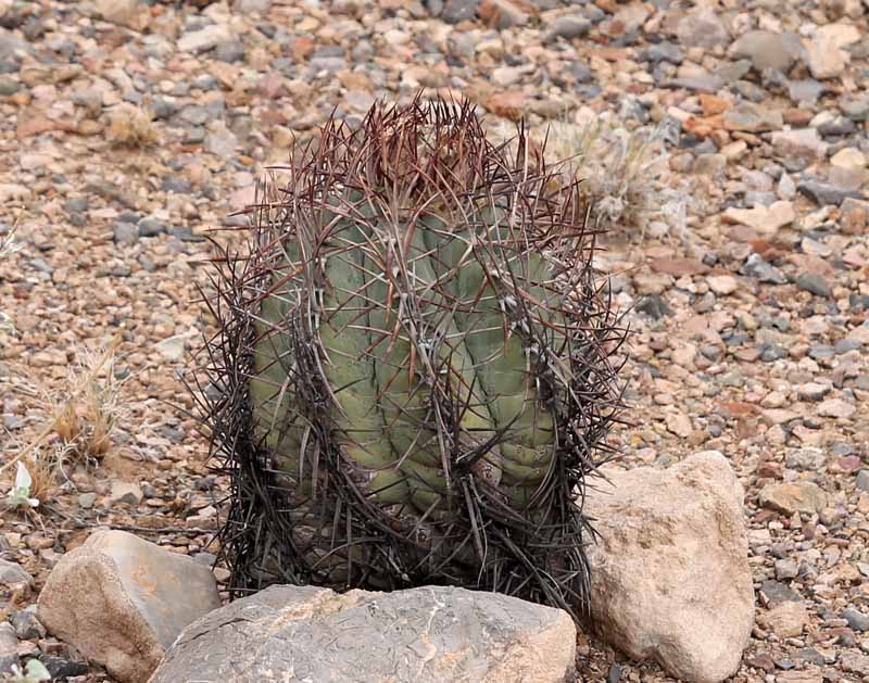 Echinocactus horizonthalonius v. nicholii (endangered species)