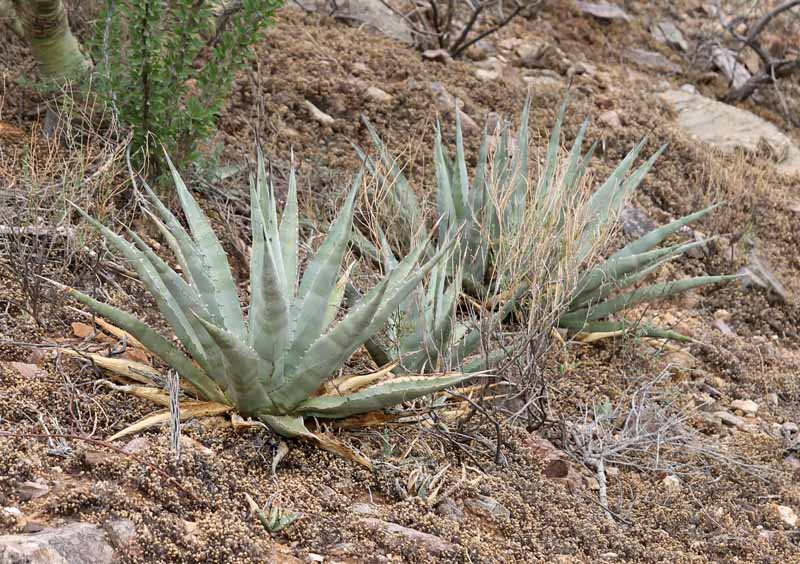 A. deserti v. simplex