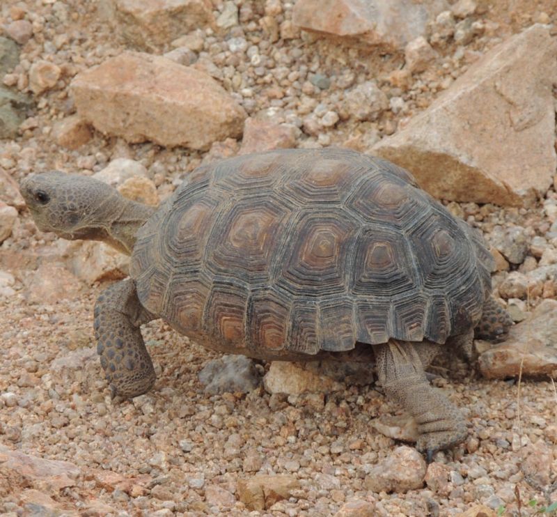 Tort 1 9-20 14 (10).JPG