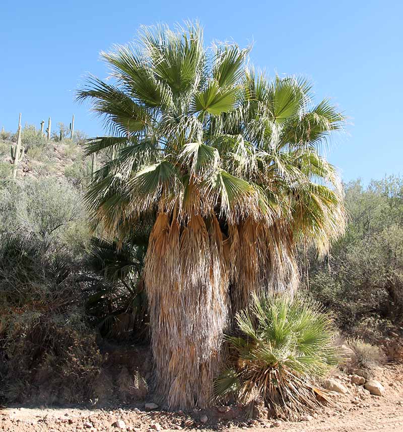 Washingtonia filifera