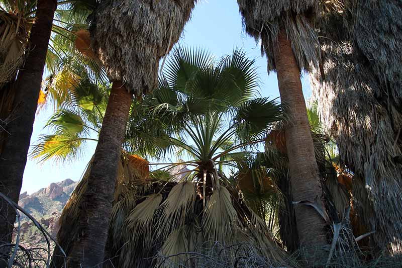 Washingtonia filifera
