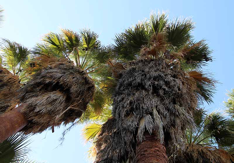 Washingtonia filifera