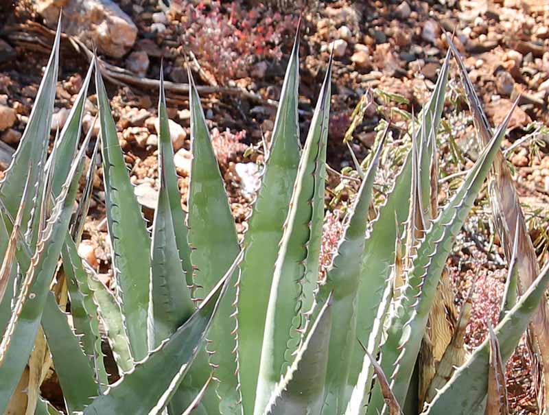 Unknown, unnamed domesticate