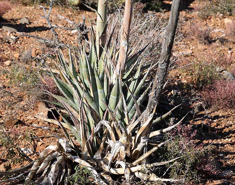 Unknown, unnamed domesticate