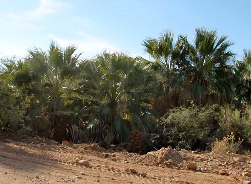 Washingtonia filifera