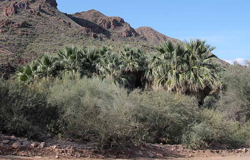 Washingtonia filifera