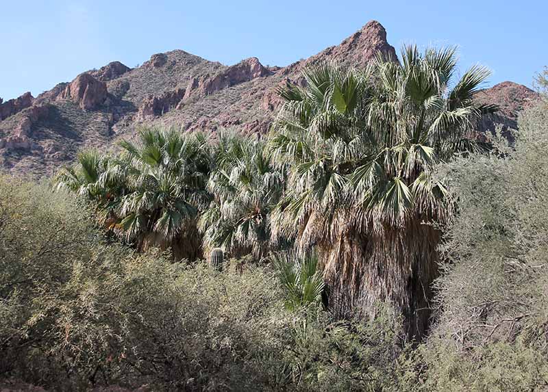 Washingtonia filifera