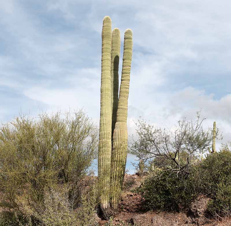 Three fingered Saguaro