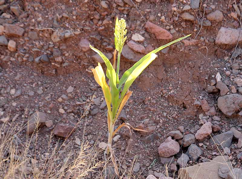 Sorghum bicolor -- this was the only example we saw