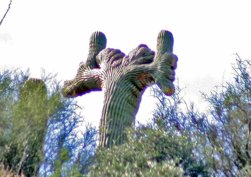 Bizarre Crested Saguaro