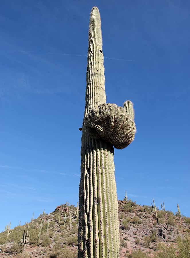 Crested Saguaro
