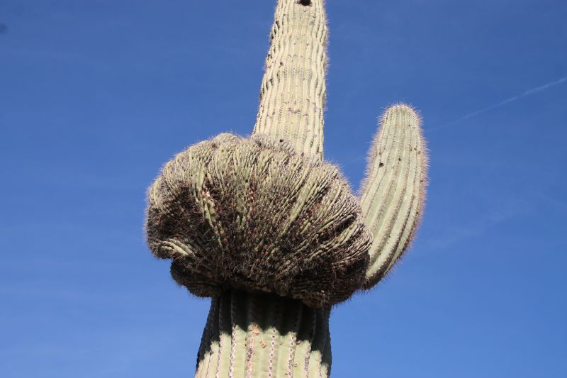 Crested Saguaro