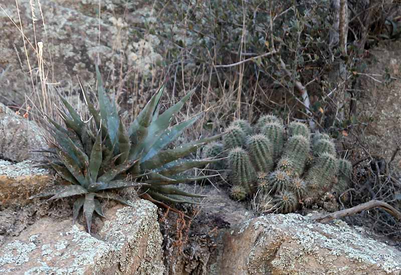 A. chrysantha + Echinocereus