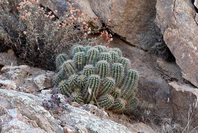 Echinocereus