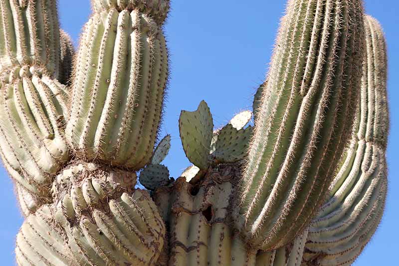 Saguaro + Opuntia engelmannii