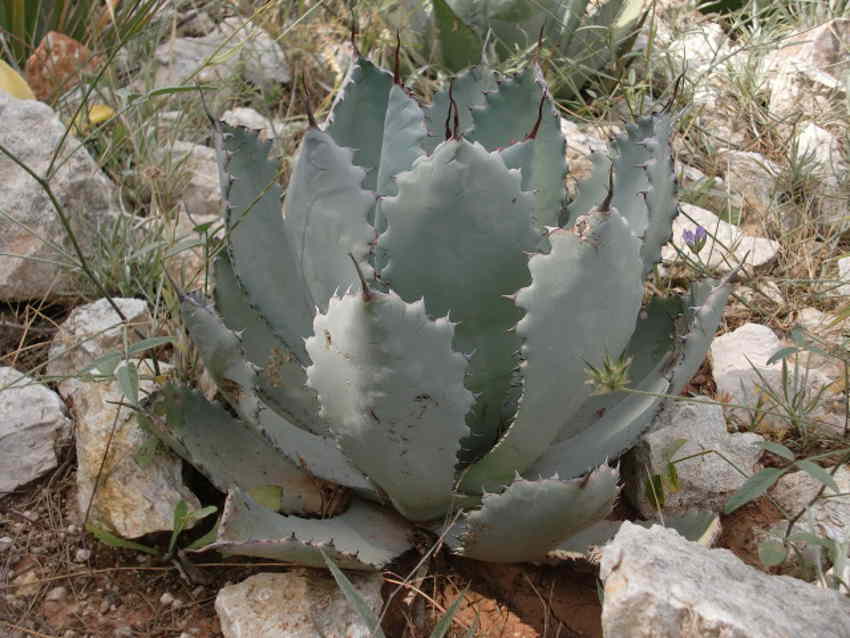 Frühjahr 2011 511.jpg