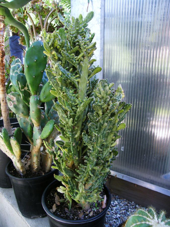 Opuntia monacantha variegated joseph's coat variegation.JPG