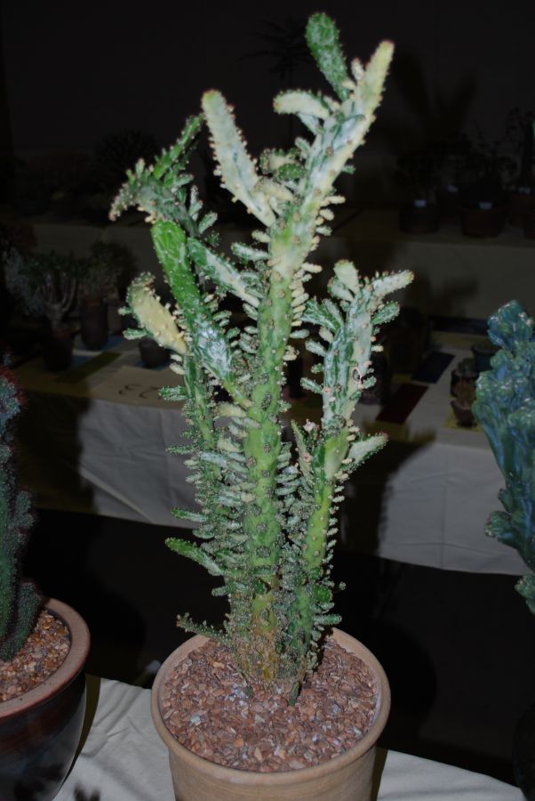Opuntia monacantha varieg.jpg