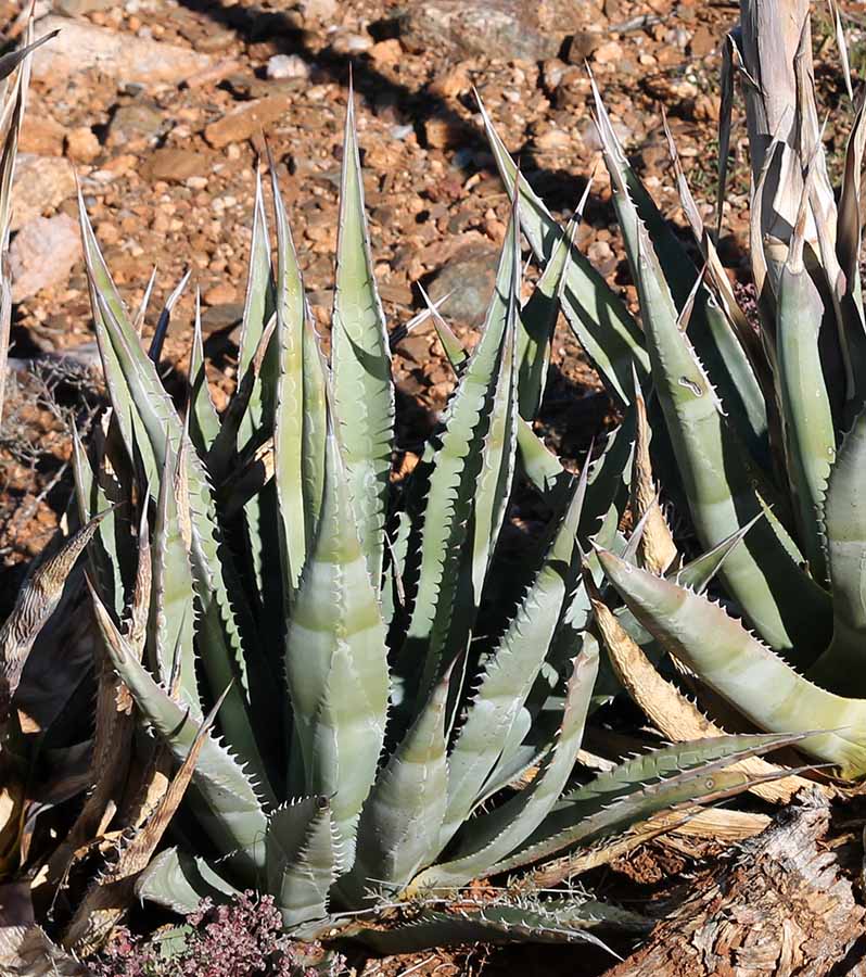 Unknown, unnamed domesticate