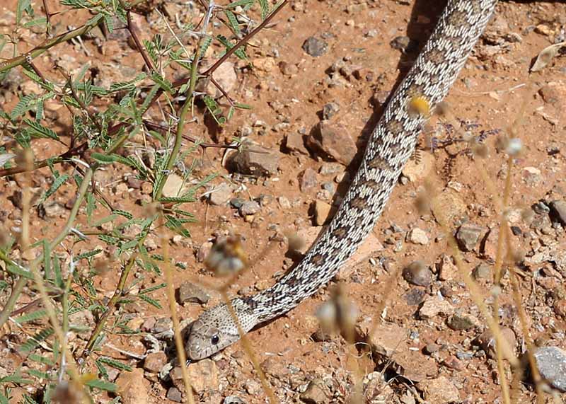 Pituophis catenifer, nice and calm