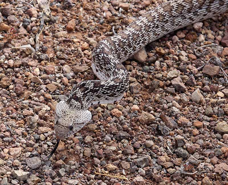 Pituophis catenifer, highly agitated!