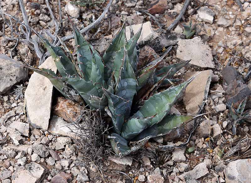 A. deserti v. simplex