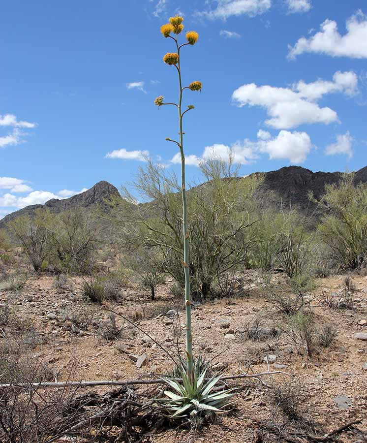 A. deserti v. simplex