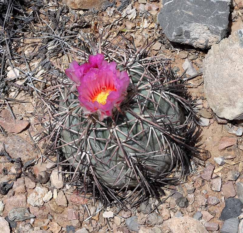 Echinocactus horizonthalonis