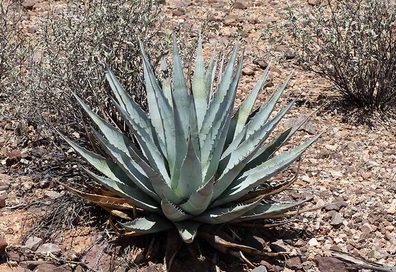 A. deserti v. simplex