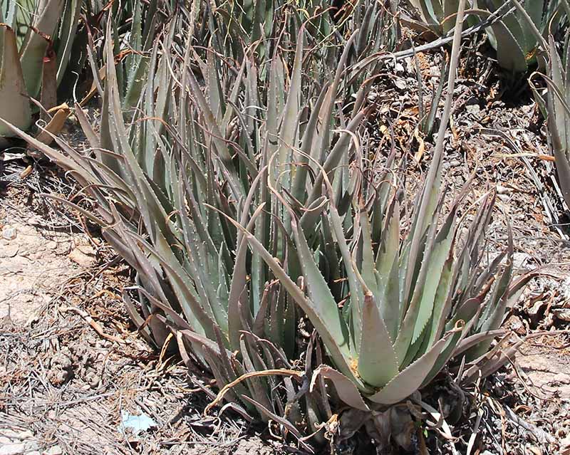 Aloe vera