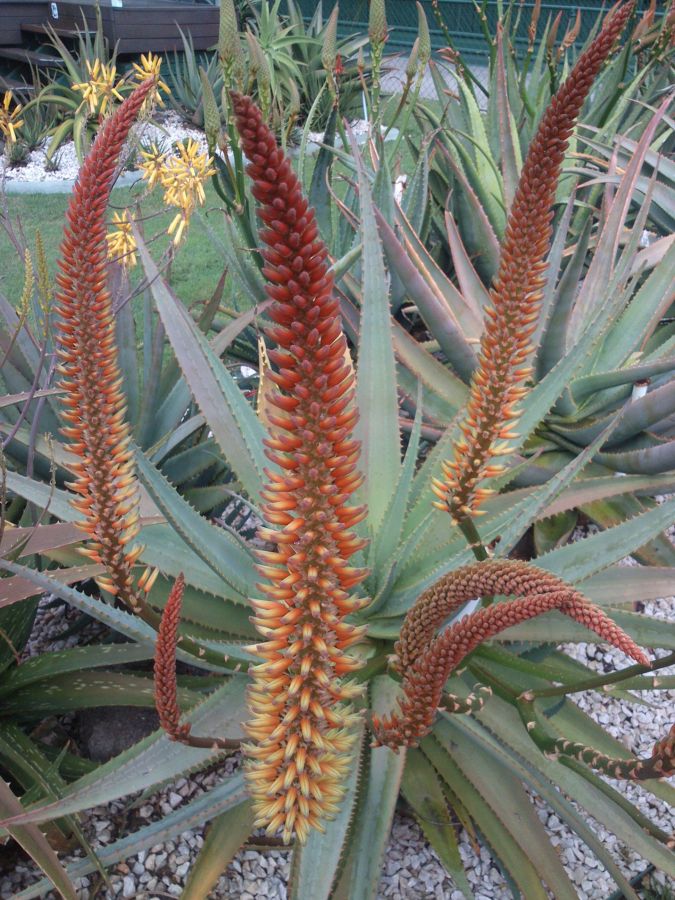 Aloe 'Tusker' early in bloom