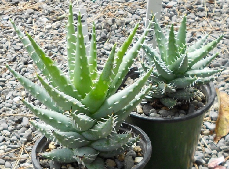 2015 05 21 Aloe erinacea a X750.jpg