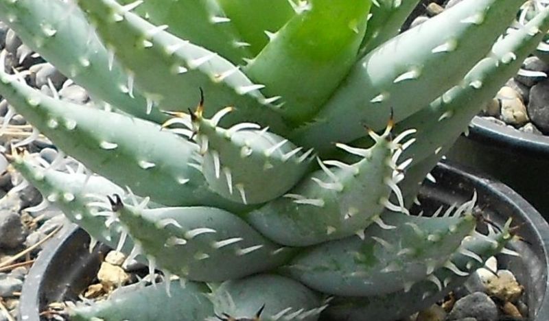 2015 05 21 Aloe erinacea a a.jpg